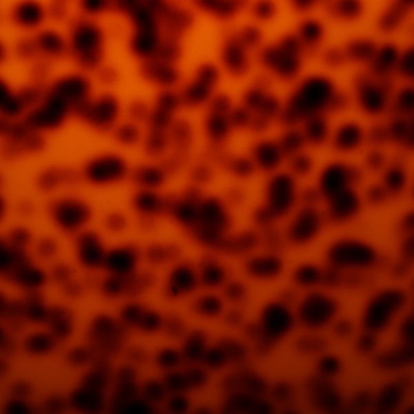 Spotted Tortoise pickguard material