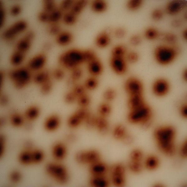 Taupe Tortoise pickguard material