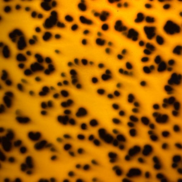 Yellow Spotted Tortoise pickguard material